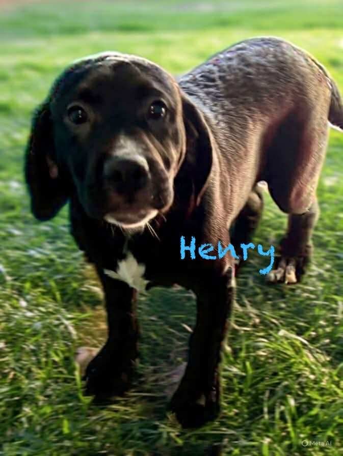 Henry - Not at the shelter (Cari)