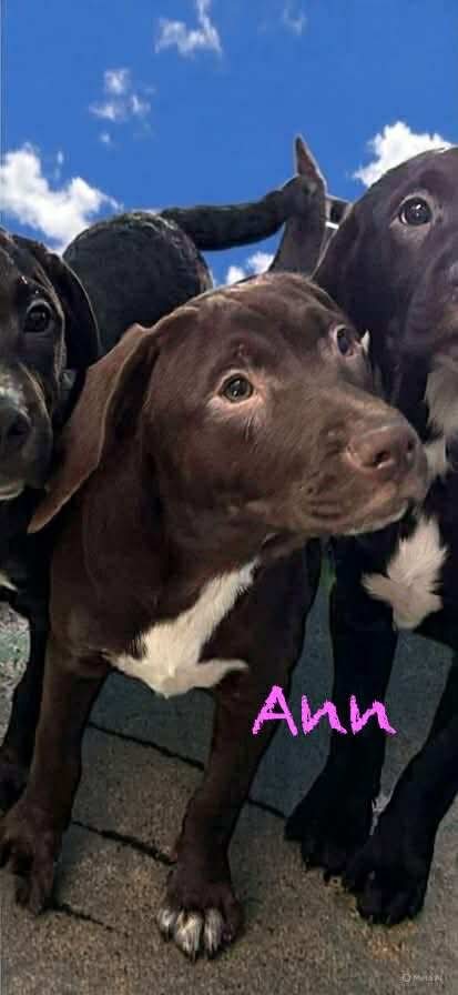 Ann - At shelter