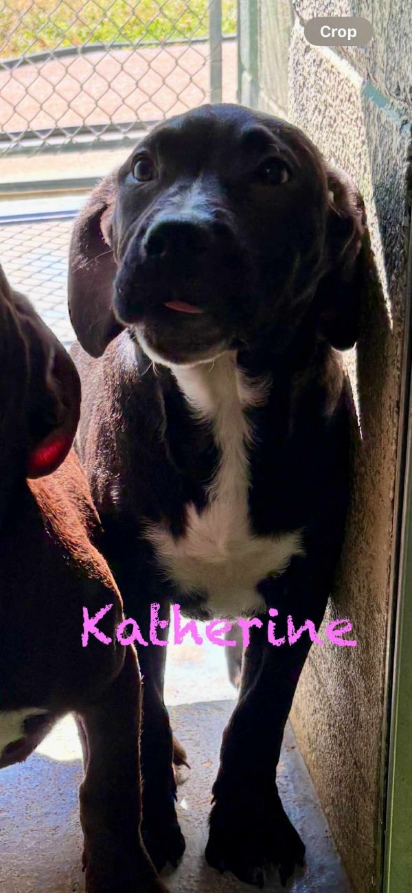 Kathryn - At shelter