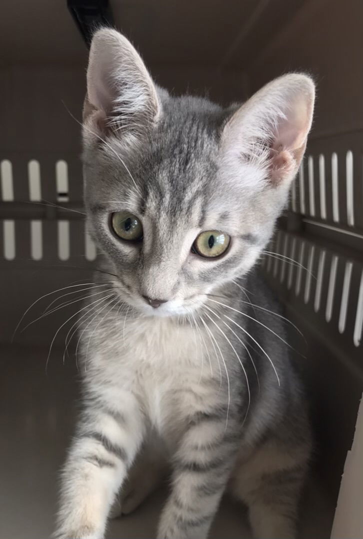 Florentine's Cornstalk: Not at shelter