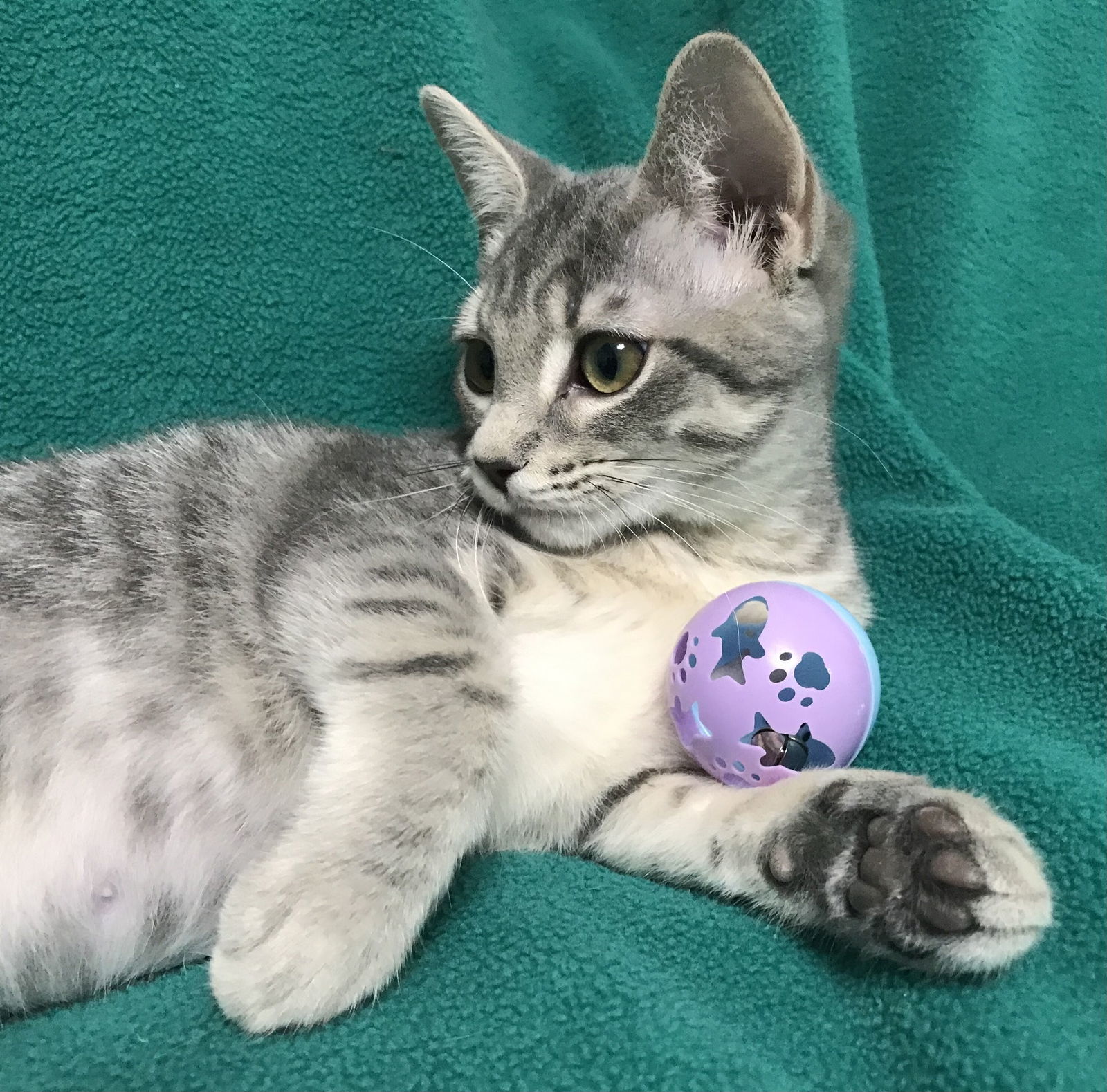 Florentine's Cornstalk: Not at shelter