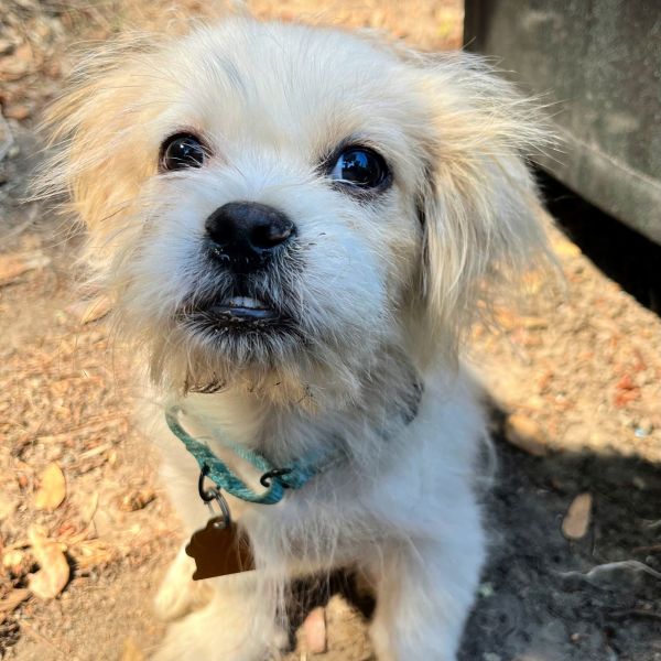 Pippin