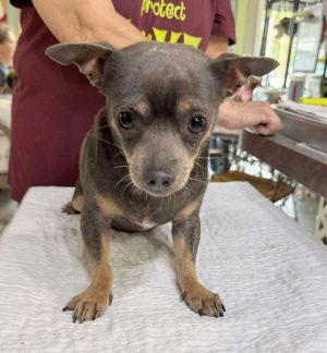 Pedro (NOT YET AVAILABLE)