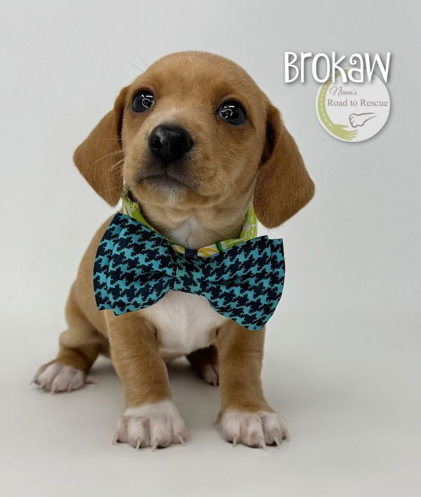 Brokaw