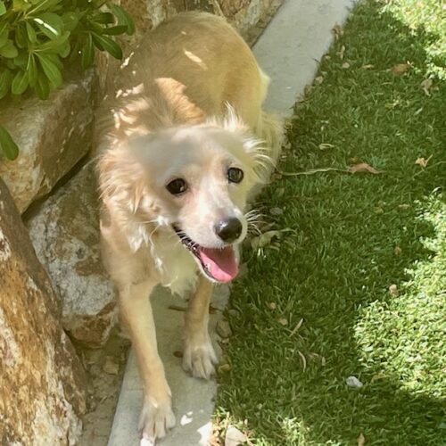 Peanut/Sunny