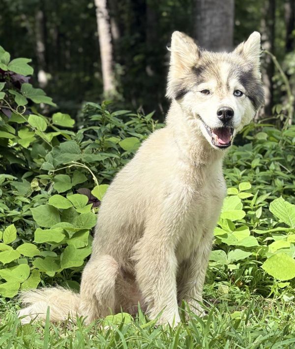 Kona