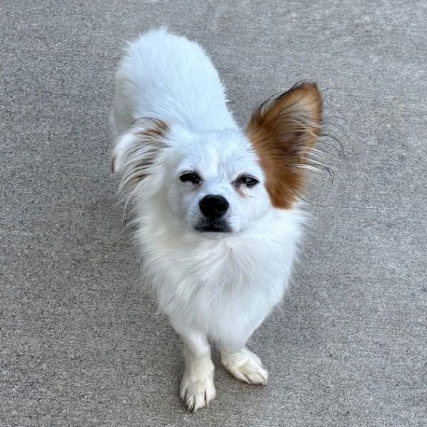 Fido the Floof