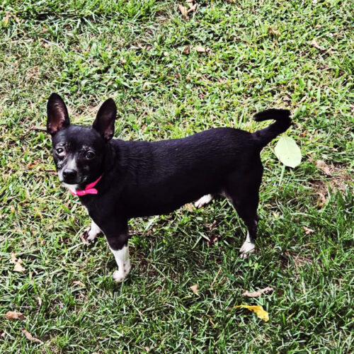 Dutchess