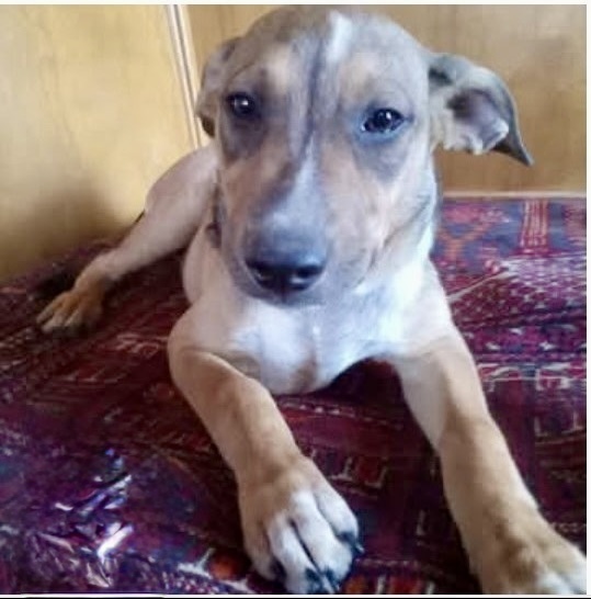 Bruno