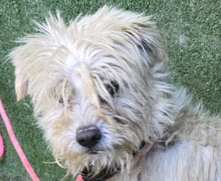 Bo-Special Needs-Foster or Adopt Me!