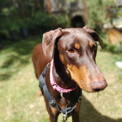 Leena