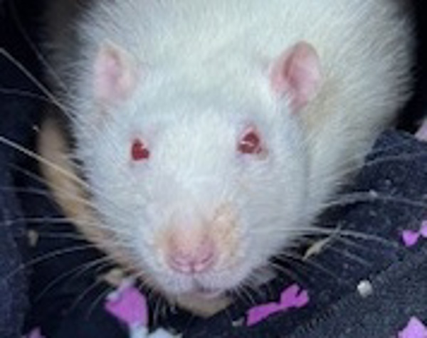 Little