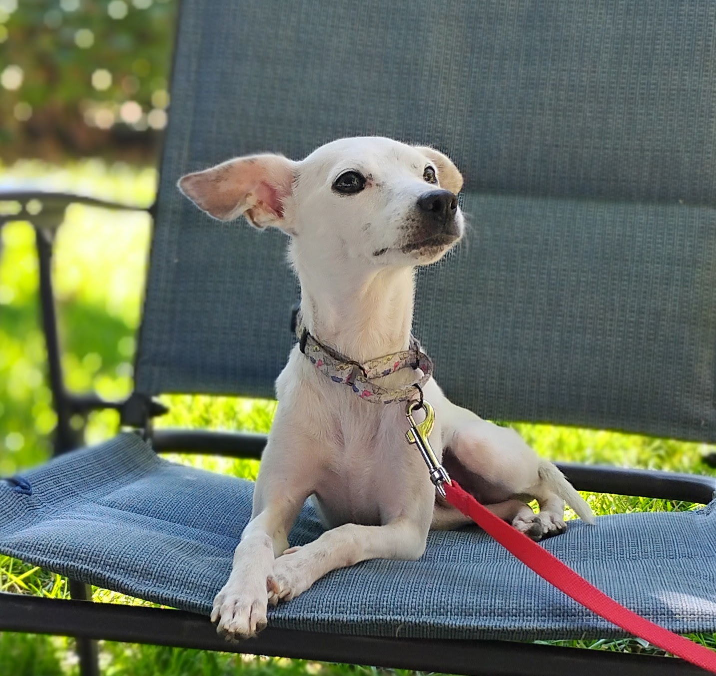 Bertie, an adoptable Chihuahua, Italian Greyhound in Twin Falls, ID, 83301 | Photo Image 1