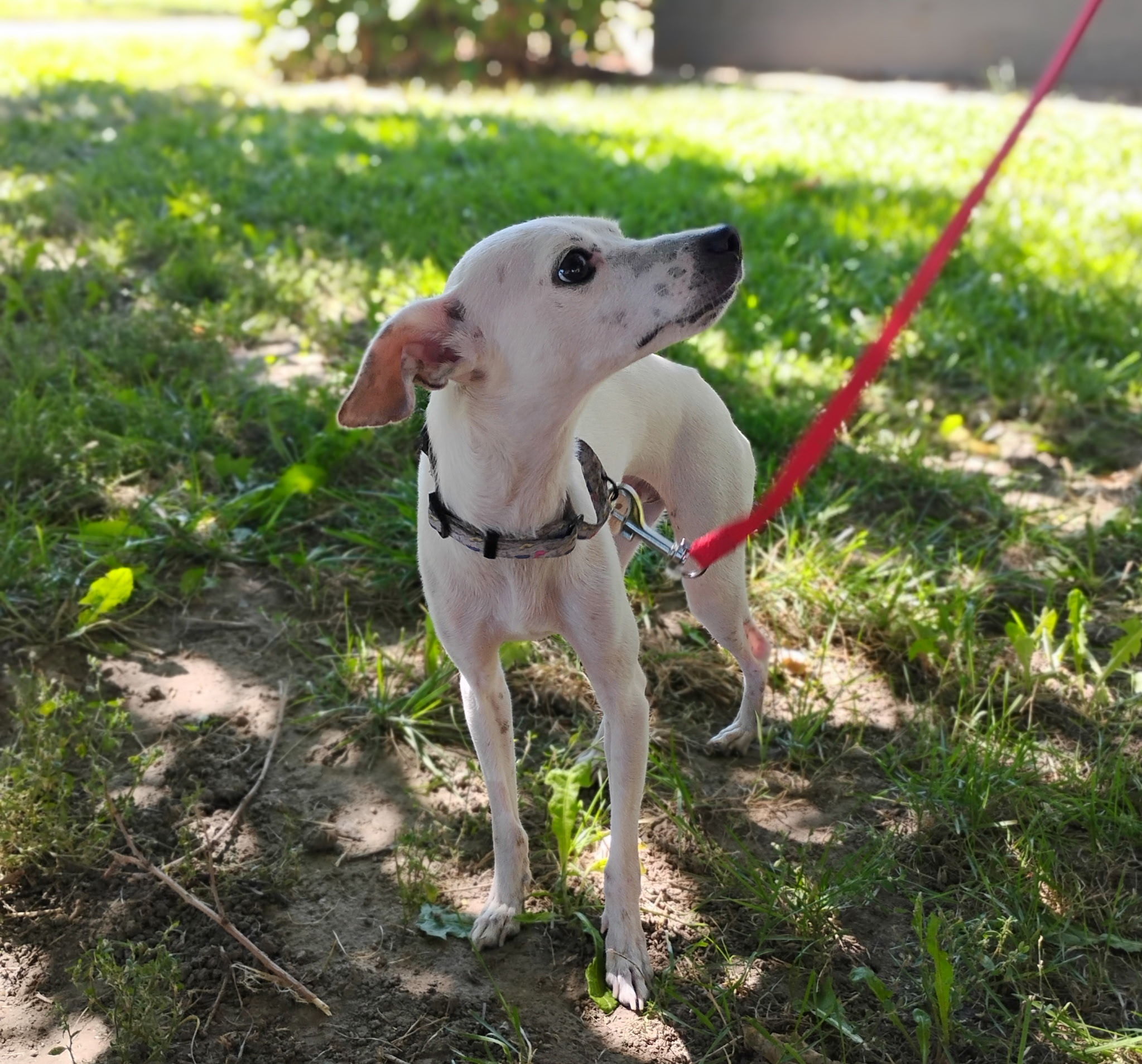 Bertie, an adoptable Chihuahua, Italian Greyhound in Twin Falls, ID, 83301 | Photo Image 2