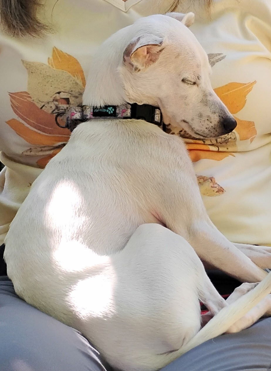 Bertie, an adoptable Chihuahua, Italian Greyhound in Twin Falls, ID, 83301 | Photo Image 3