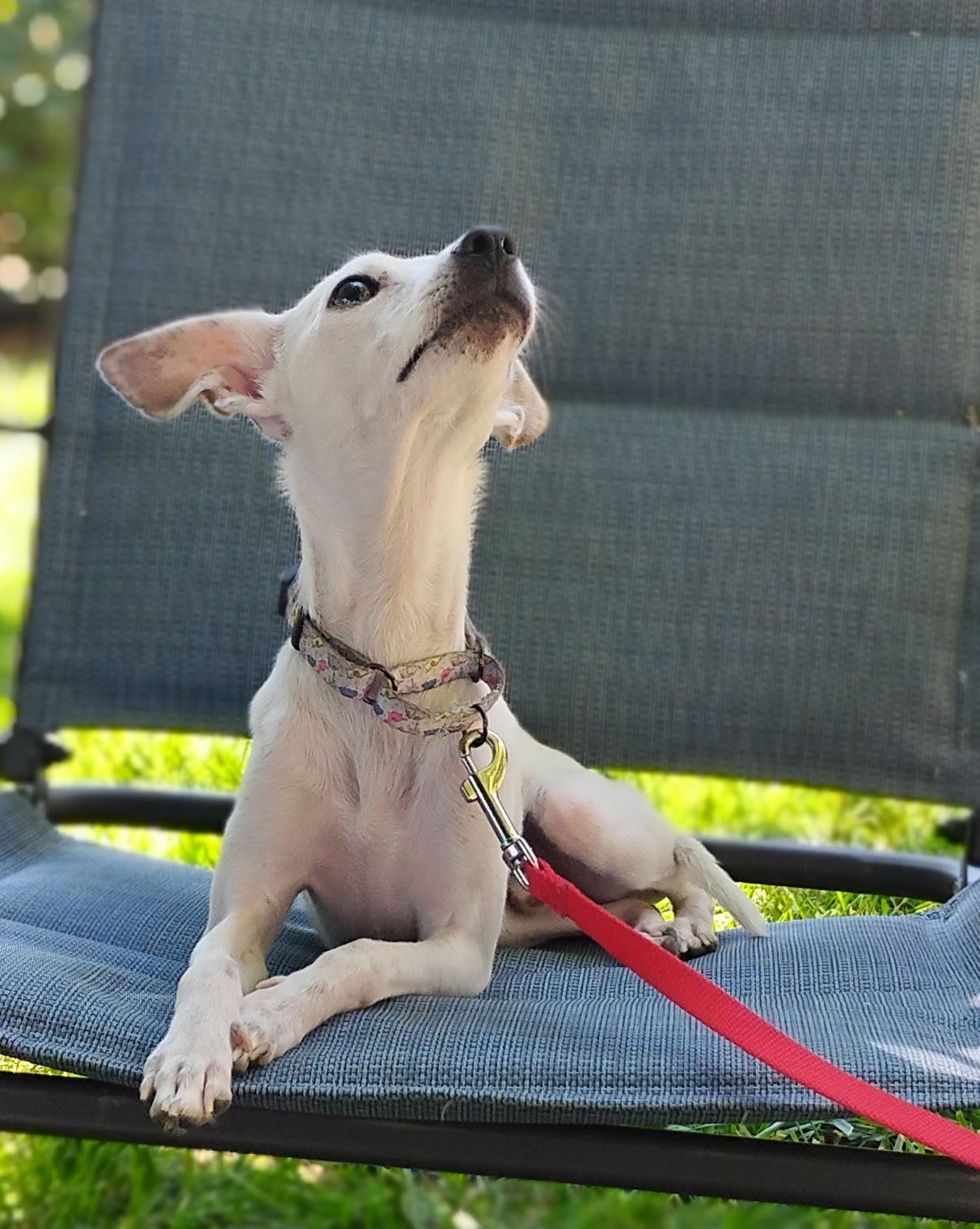 Bertie, an adoptable Chihuahua, Italian Greyhound in Twin Falls, ID, 83301 | Photo Image 4