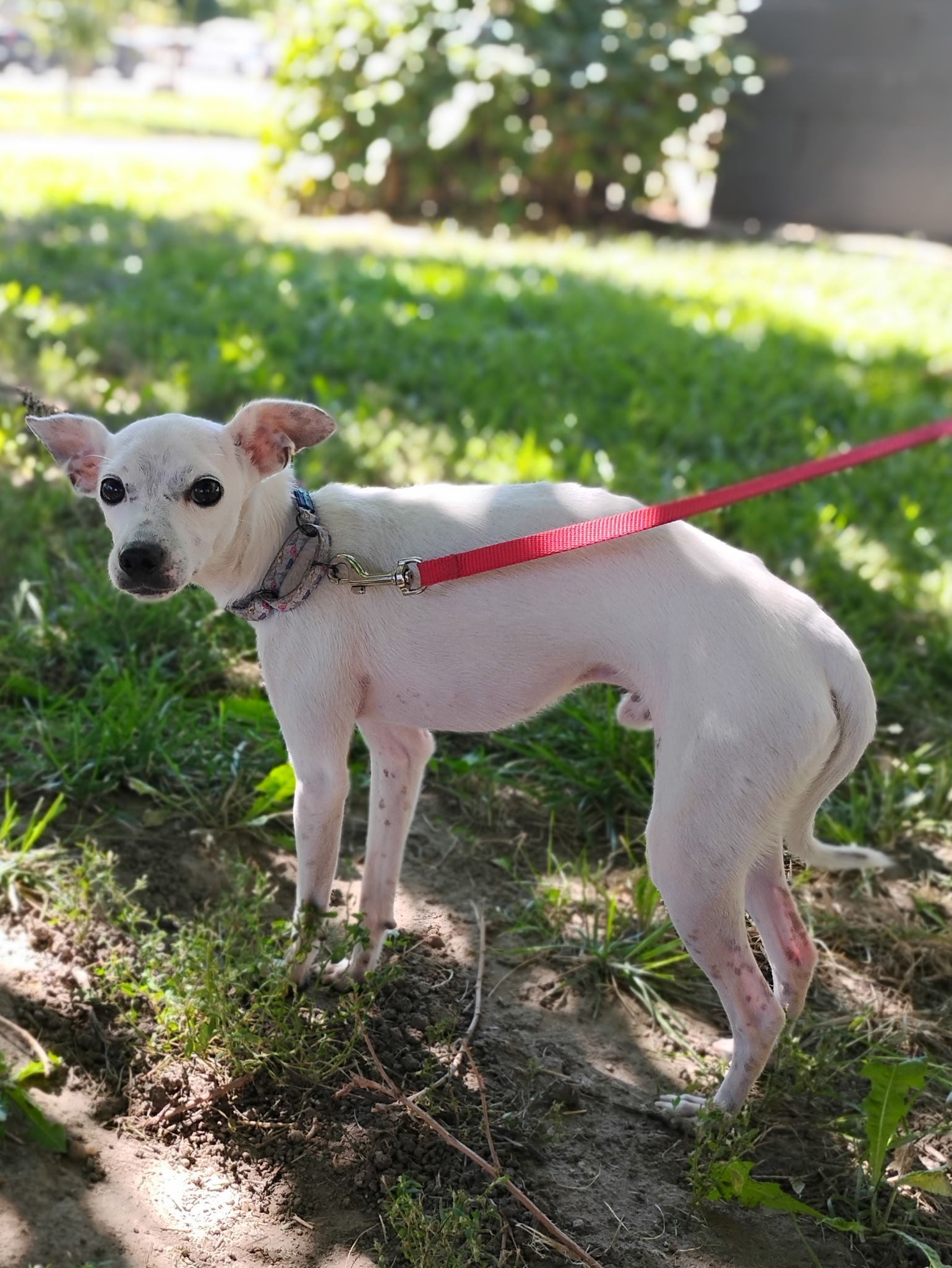 Bertie, an adoptable Chihuahua, Italian Greyhound in Twin Falls, ID, 83301 | Photo Image 5