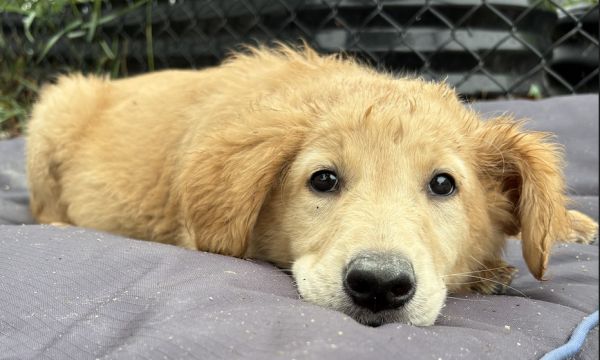 Cookie#131