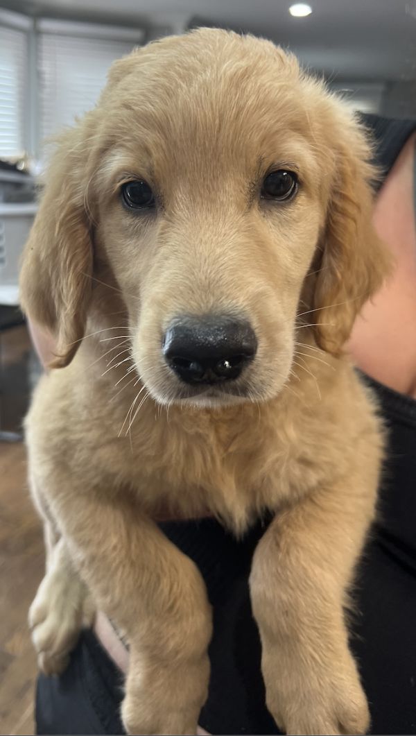 Biscuit#130