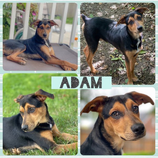 Adam