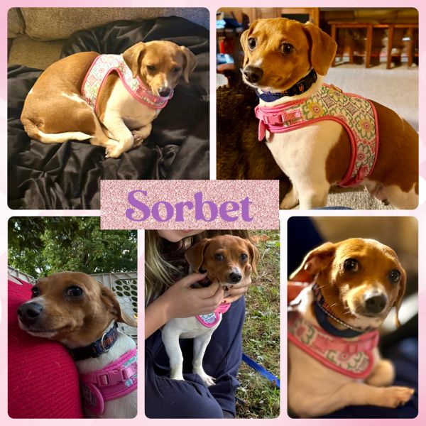 Sorbet