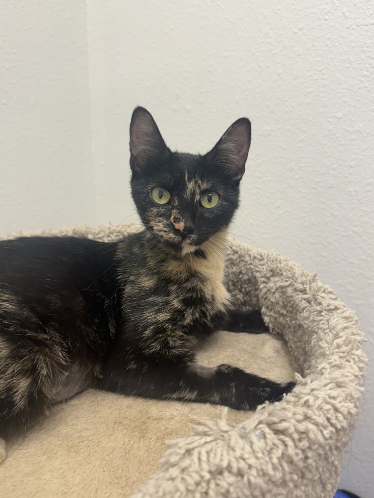 Ivy, an adoptable Domestic Short Hair in Fort collins, CO, 80526 | Photo Image 1