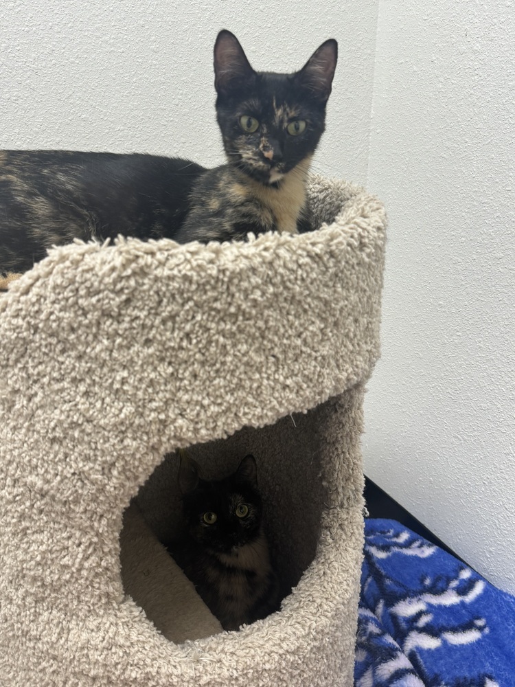 Ivy, an adoptable Domestic Short Hair in Fort collins, CO, 80526 | Photo Image 2