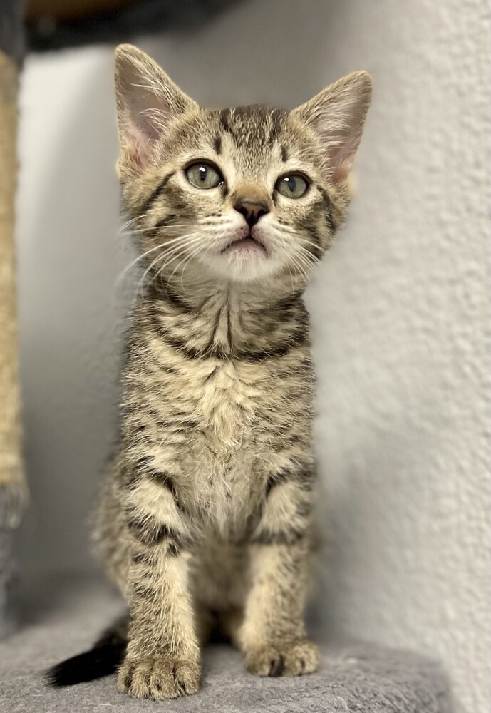 Franklin