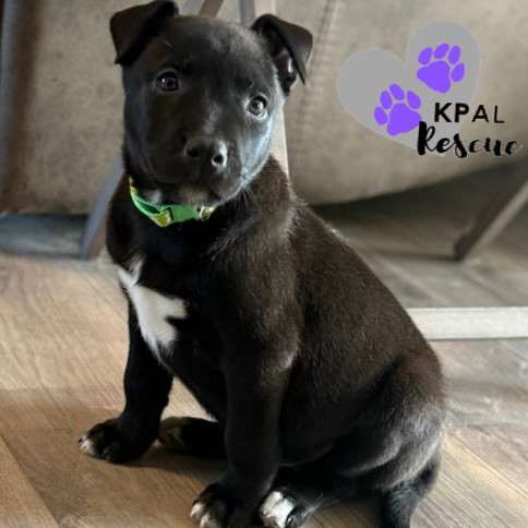 Crow, an adoptable Pit Bull Terrier, Mixed Breed in Kenai, AK, 99611 | Photo Image 1