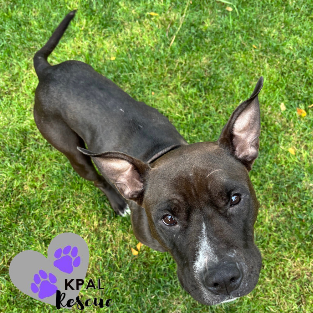 Magpie, an adoptable Pit Bull Terrier, Mixed Breed in Kenai, AK, 99611 | Photo Image 1