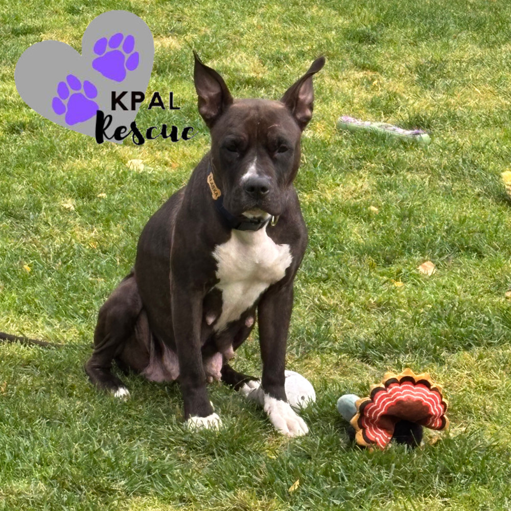 Magpie, an adoptable Pit Bull Terrier, Mixed Breed in Kenai, AK, 99611 | Photo Image 2