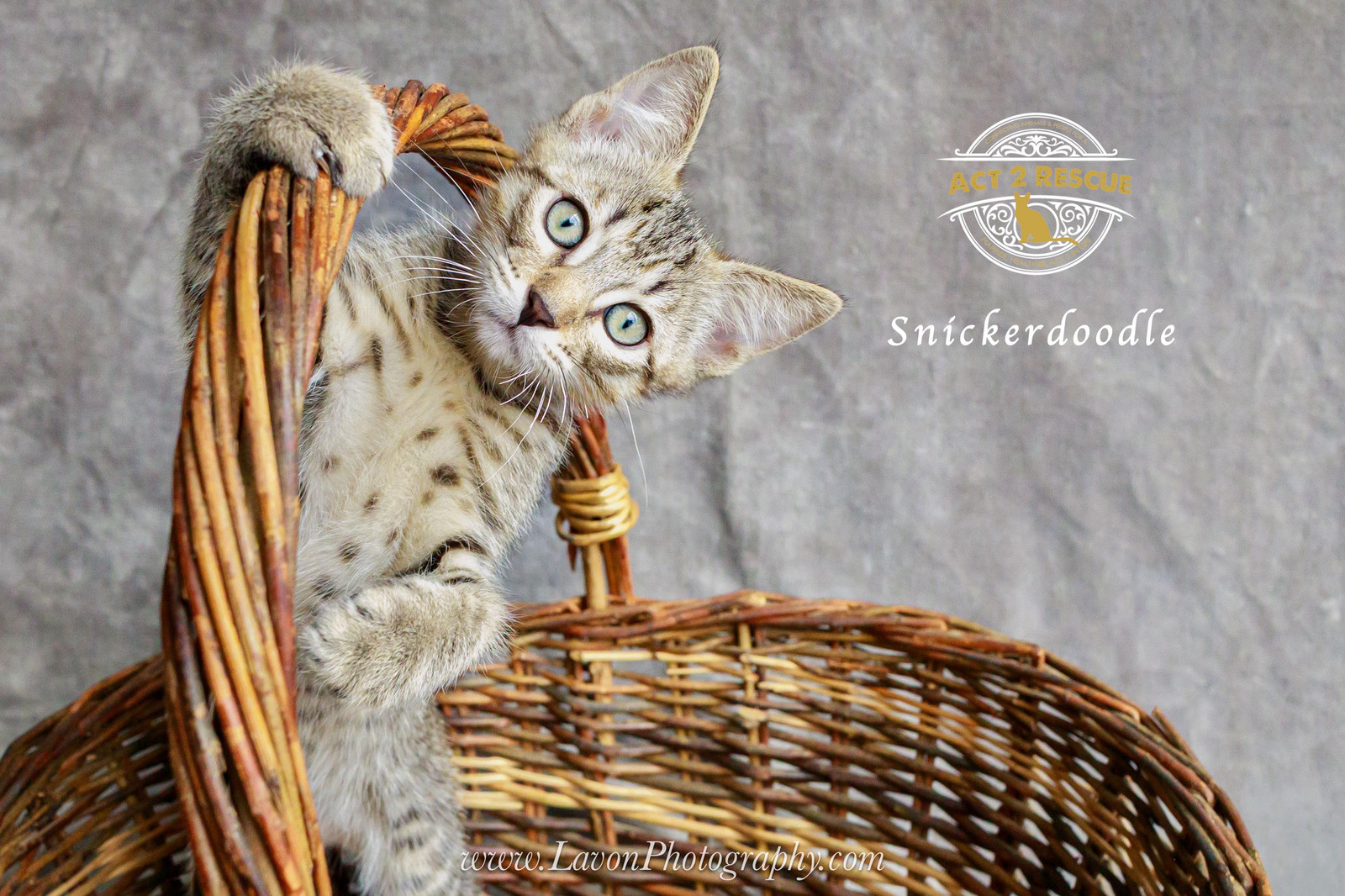 Snickerdoodle