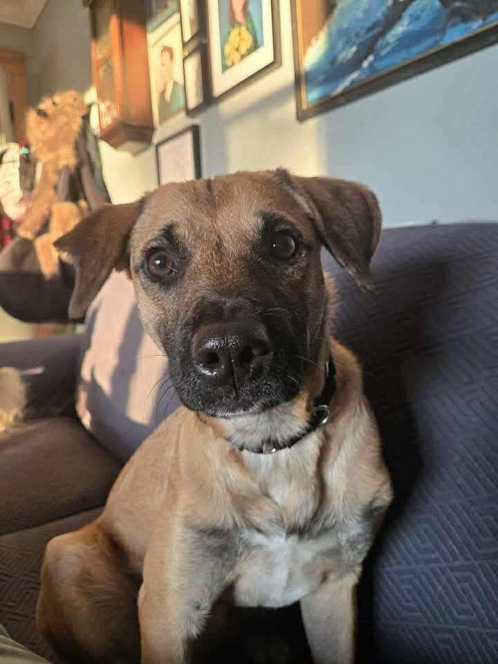 Nash #A138908, an adoptable Mountain Cur in Halifax, NS, B3J 3A5 | Photo Image 1
