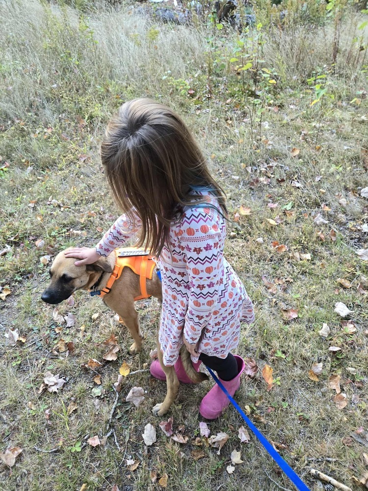 Nash #A138908, an adoptable Mountain Cur in Halifax, NS, B3J 3A5 | Photo Image 3