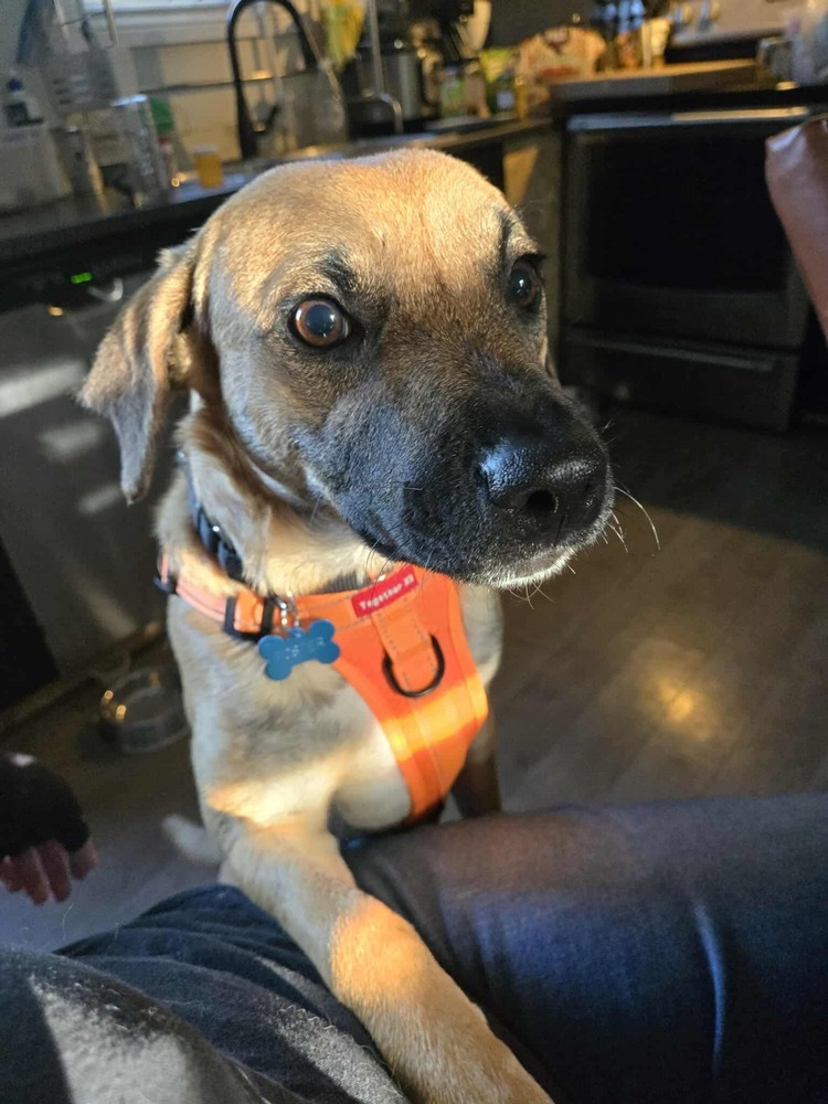 Nash #A138908, an adoptable Mountain Cur in Halifax, NS, B3J 3A5 | Photo Image 4