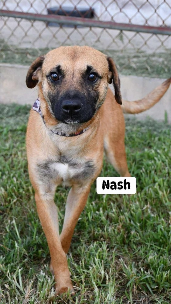 Nash #A138908, an adoptable Mountain Cur in Halifax, NS, B3J 3A5 | Photo Image 5