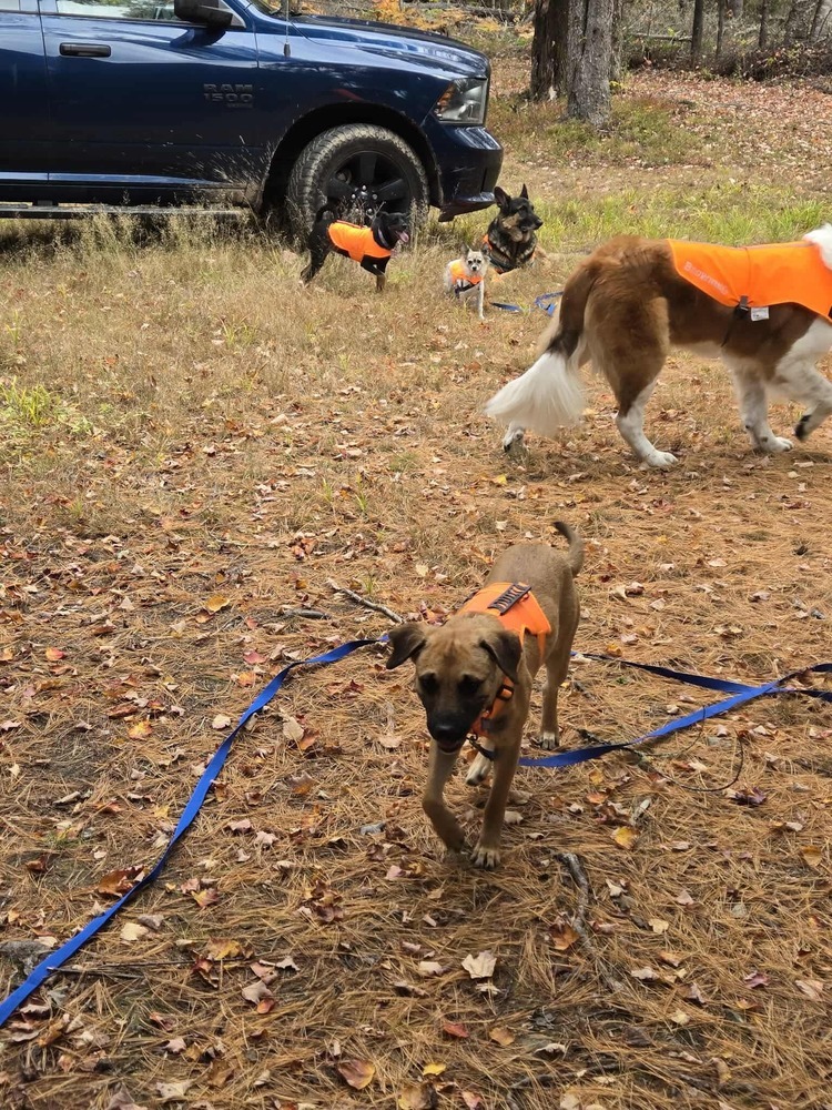 Nash #A138908, an adoptable Mountain Cur in Halifax, NS, B3J 3A5 | Photo Image 6
