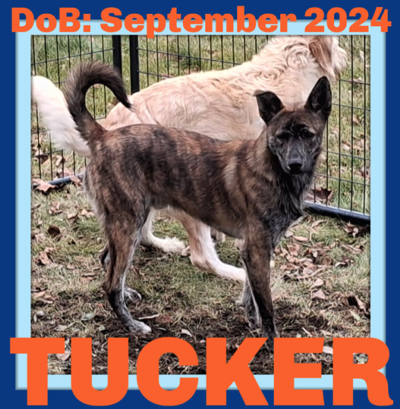 TUCKER