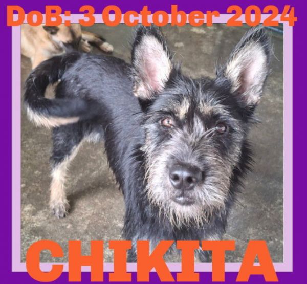 Chikita thumbnail 2