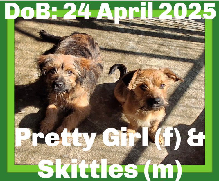SKITTLES & PRETTY-GIRL