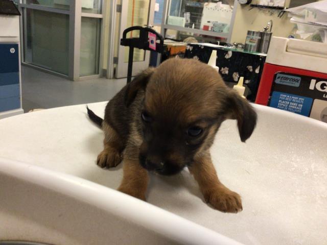 SKITTLES & PRETTY-GIRL