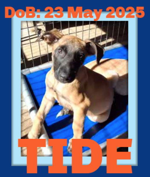 TIDE, an adoptable Belgian Shepherd / Malinois in Sebec, ME, 04481 | Photo Image 1