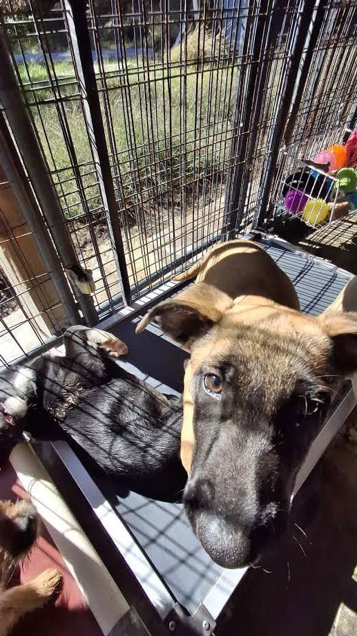TIDE, an adoptable Belgian Shepherd / Malinois in Sebec, ME, 04481 | Photo Image 2