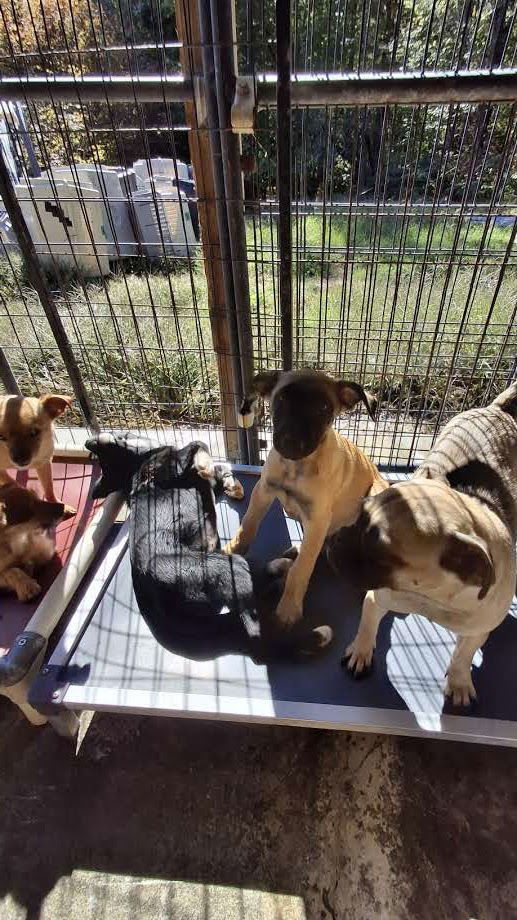 TIDE, an adoptable Belgian Shepherd / Malinois in Sebec, ME, 04481 | Photo Image 3