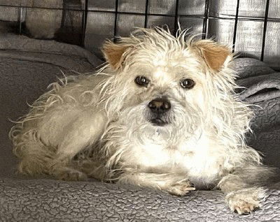 SCRAPPY