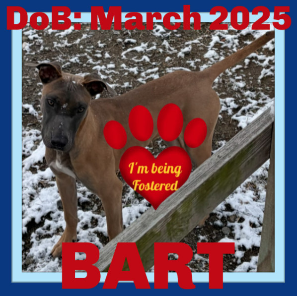 BART - Fostered in Howland