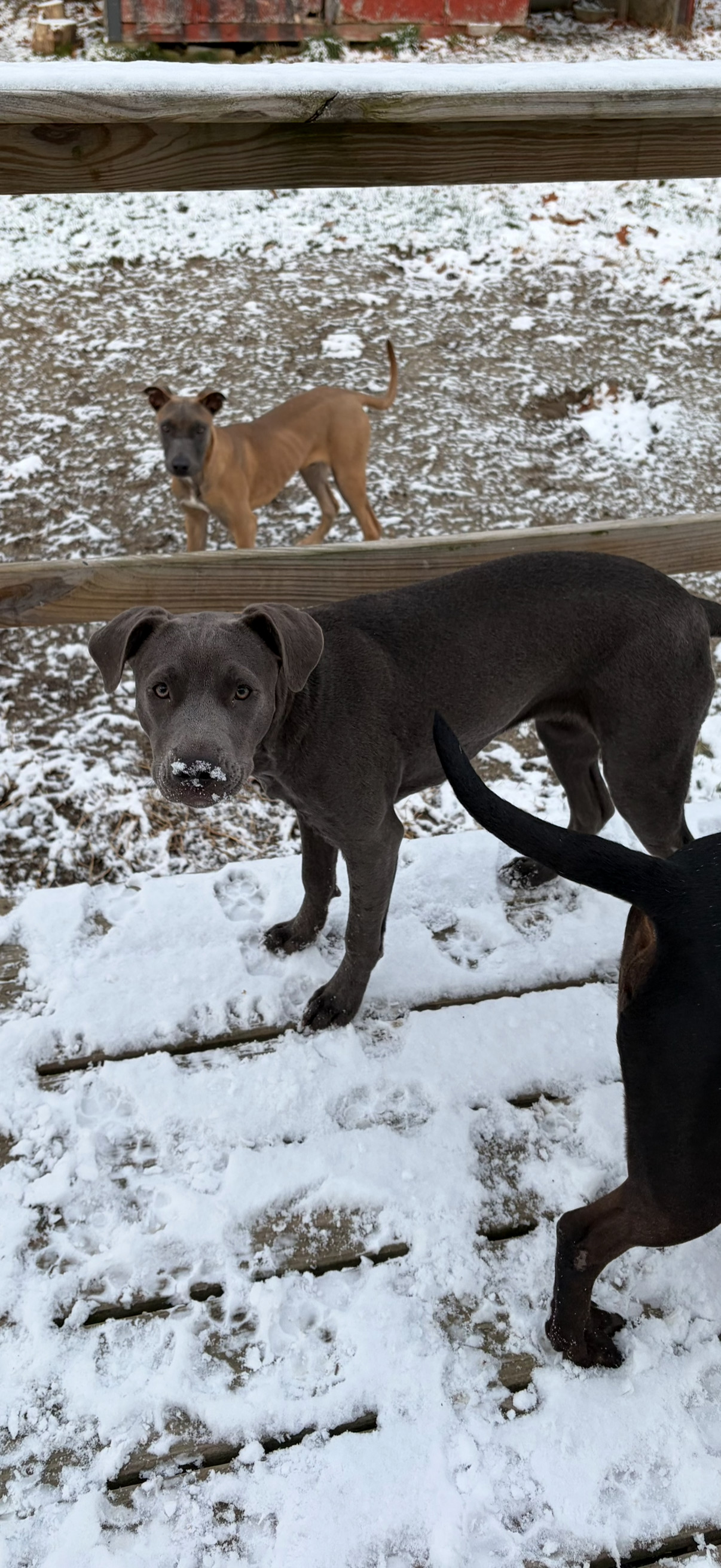 BART - Fostered in Howland