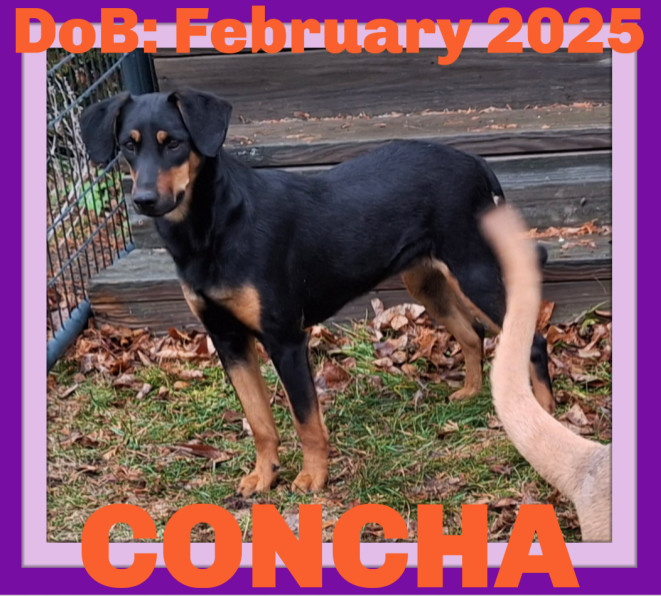 CONCHA