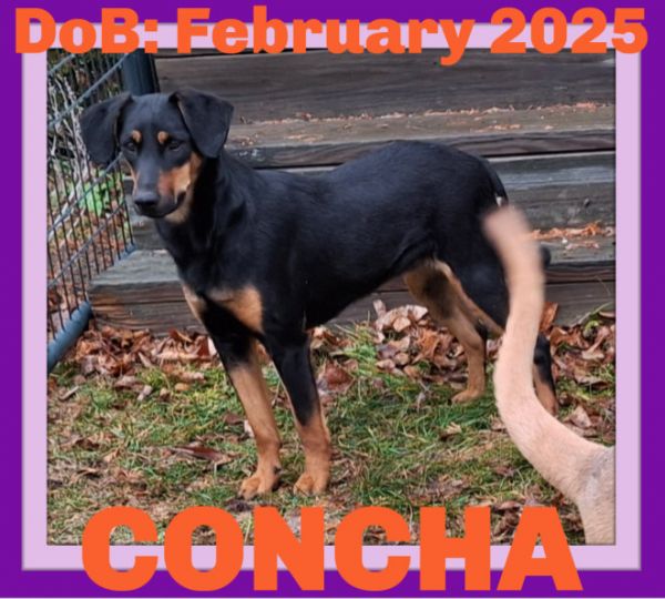 Concha