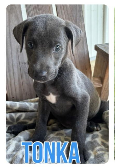 Tonka